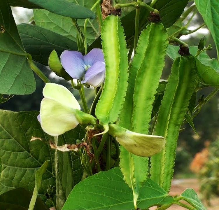 BEAN 'Winged' --Psophocarpus tetragonolobus--