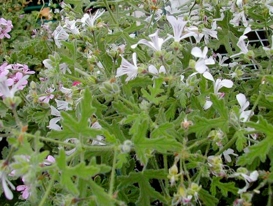 GERANIUM 'Pungent Peppermint' --Pelargonium--