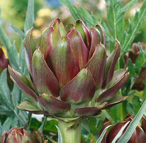 ARTICHOKE 'Purple Italian Globe'