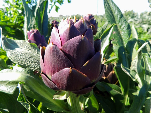 ARTICHOKE 'Purple of Romagna'