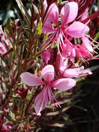 Gaura lindheimeri 'Rainbow'