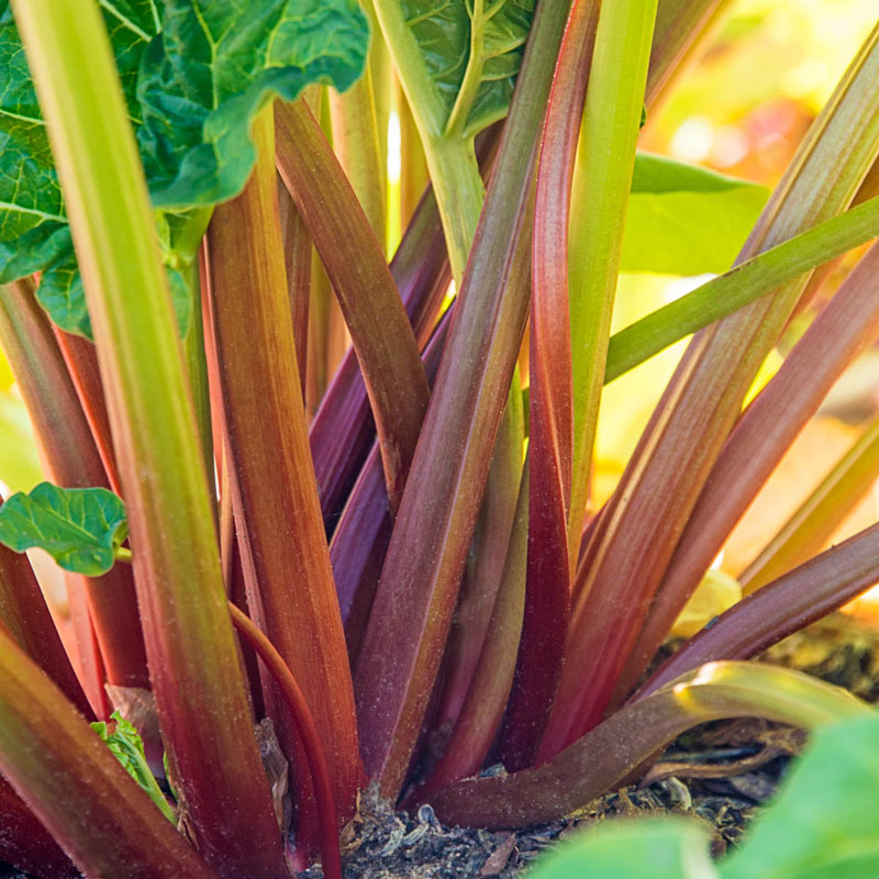 RHUBARB 'Glaskin's Perpetual'