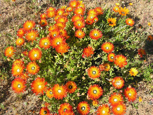 Drosanthemum speciosum --Upright Royal Dewflower--