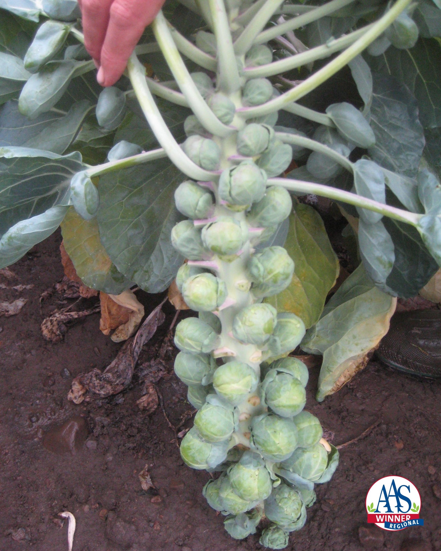 BRUSSELS SPROUT 'Hestia'
