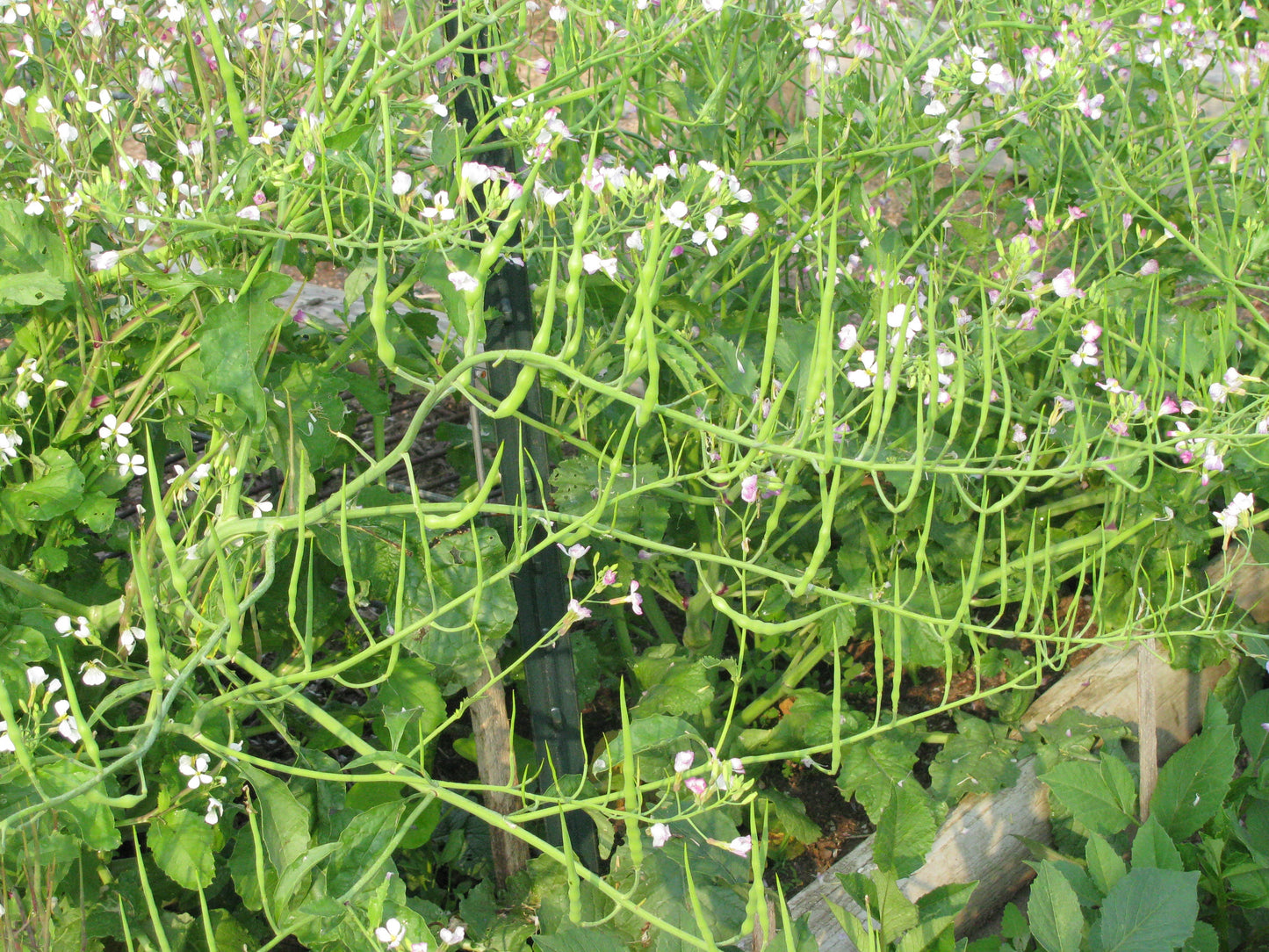 RADISHES 'Rat-Tail'