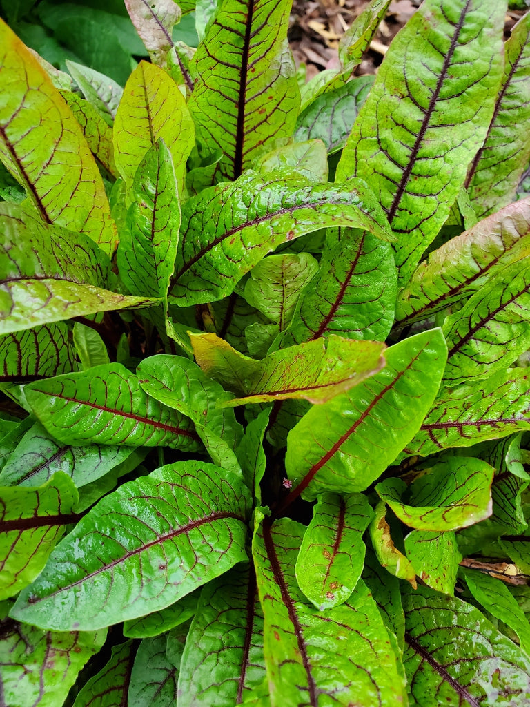 SORREL 'Red-Veined Dock' --Rumex sanguineus--