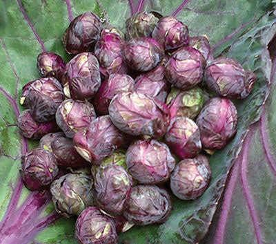 BRUSSELS SPROUT 'Red Ball'