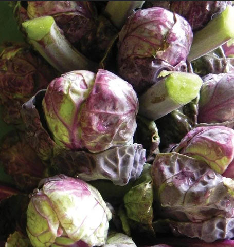 BRUSSELS SPROUT 'Red Ball'