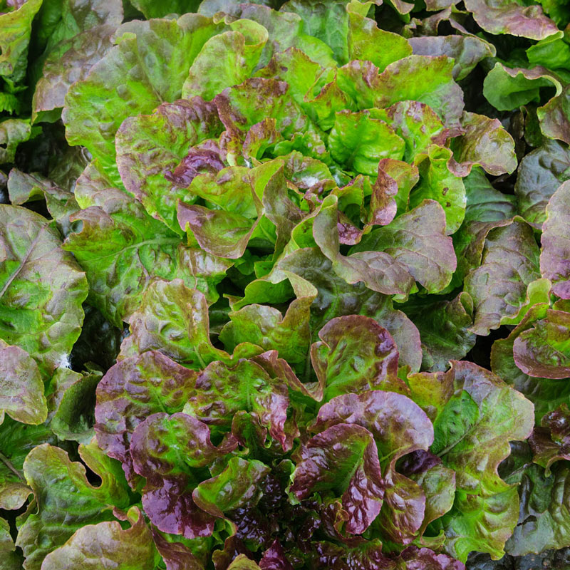 LETTUCE 'Red Mist'