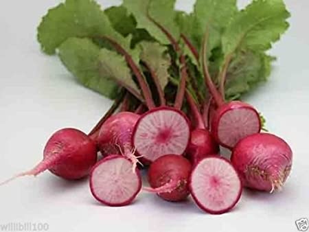 TURNIPS 'Red Round'