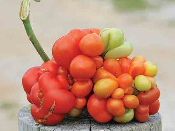TOMATO 'Voyage' --Lycopersicon pimpinellifolium--