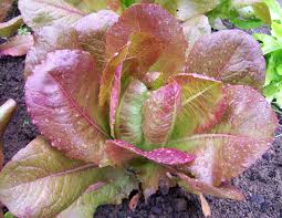 LETTUCE 'Rouge d'Hiver'