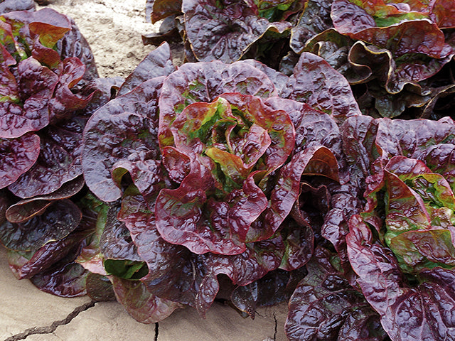 LETTUCE 'Roxy'