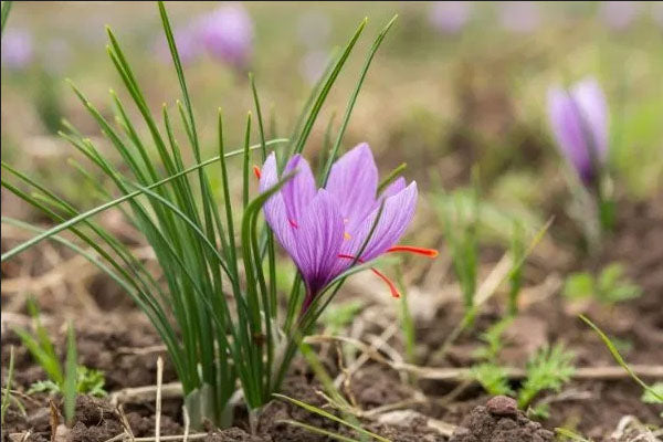 SAFFRON --Crocus sativus--