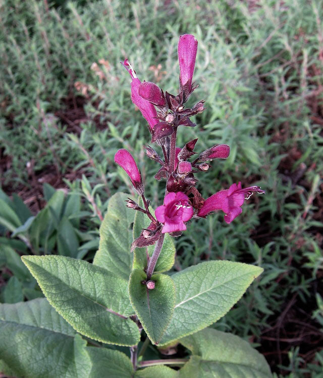 Lepechinia hastata --Baja Pitcher Sage--