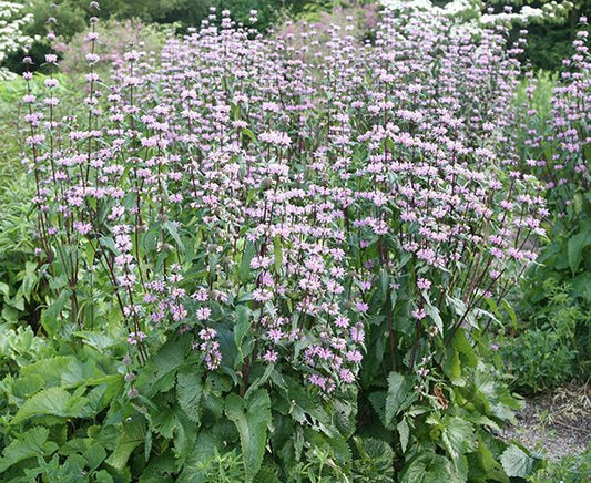 Phlomis tuberosa --Jerusalem Tuberous Sage--