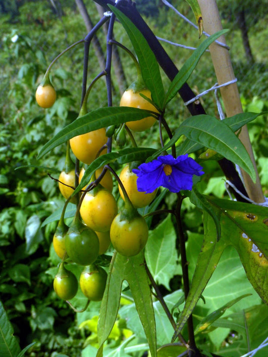 APPLE 'Kangaroo' --Solanum aviculare--