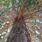 Sequoiadendron giganteum --Giant Sequoia--