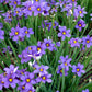 Sisyrinchium angustifolium 'Lucerne' --Blue-eyed Grass--