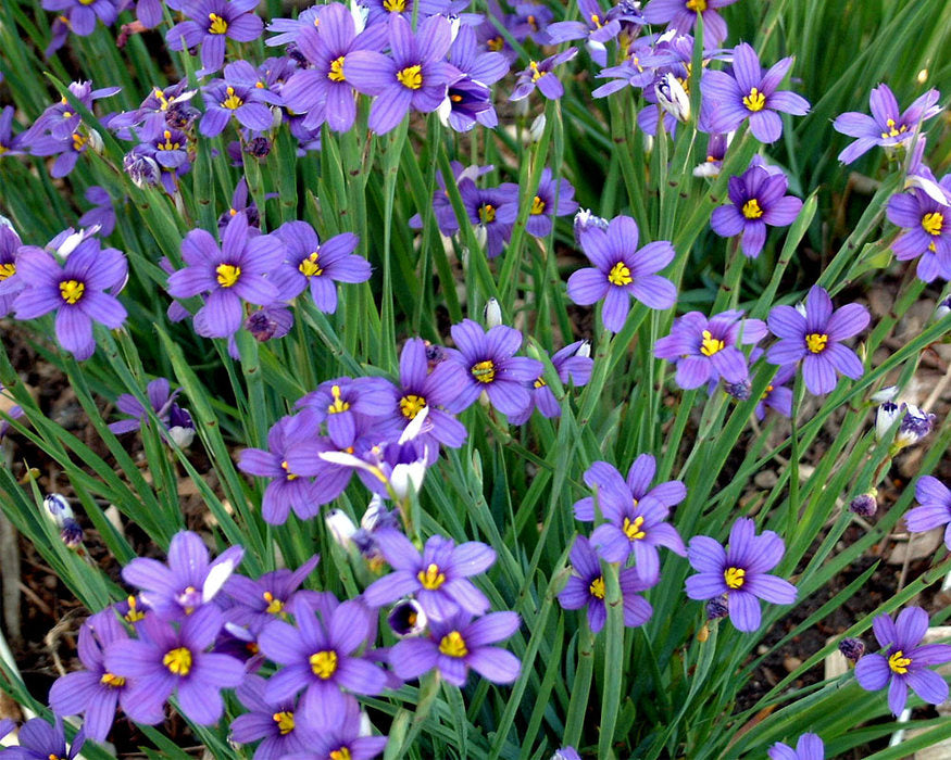 Sisyrinchium angustifolium 'Lucerne' --Blue-eyed Grass--