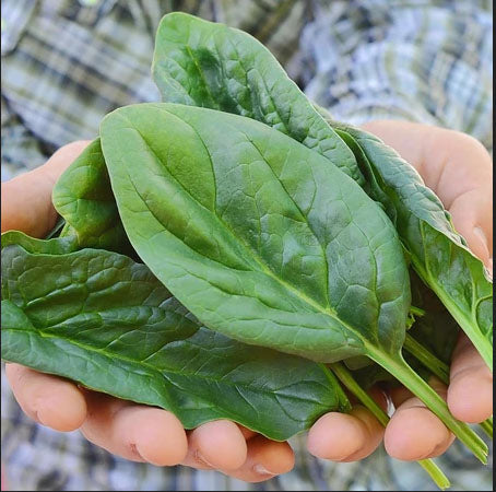 SPINACH 'Lakeside'