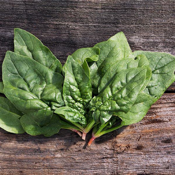SPINACH 'Regiment'