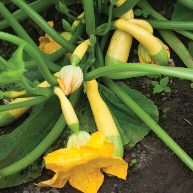 SQUASH 'Zephyr Summer'