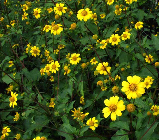 Viguiera dentata --Plateau Goldeneye--