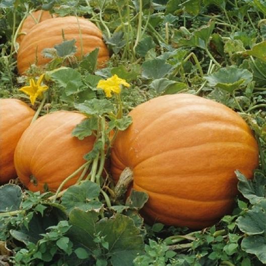 PUMPKIN 'Mammoth Gold'