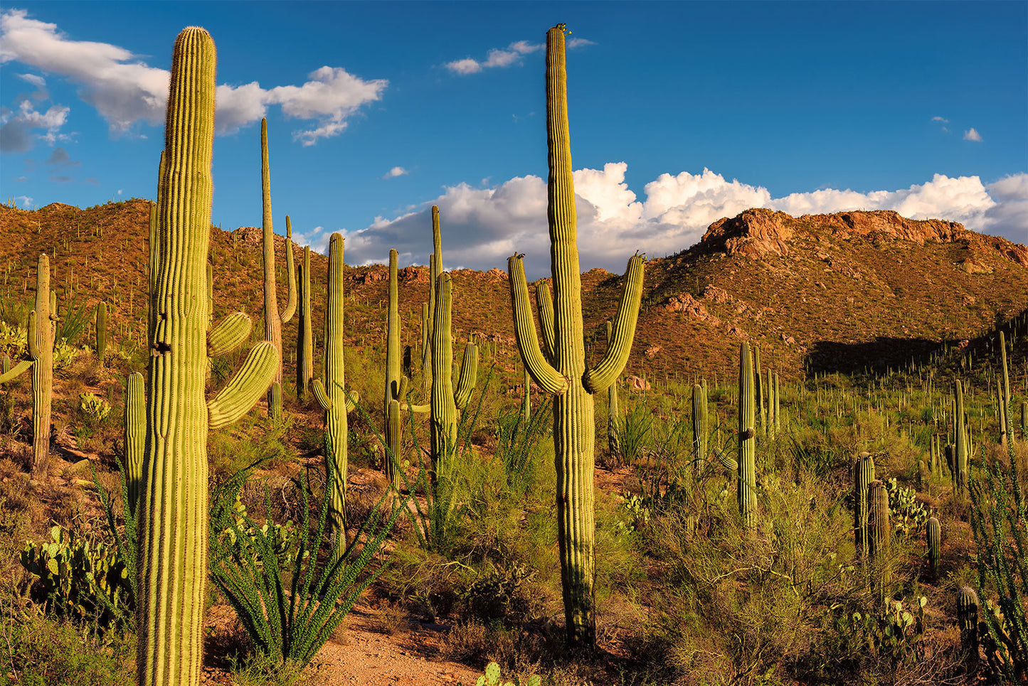 Carnegiea gigantea --Saguaro Cactus--