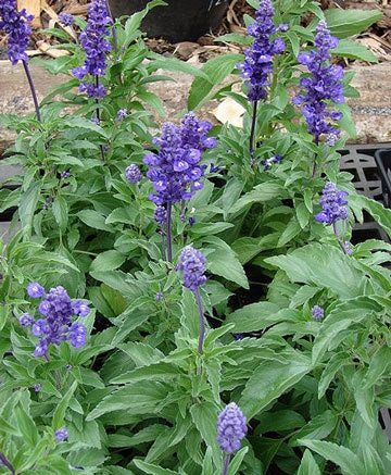 Salvia farinacea --Mealycup Henry Duelberg Sage--