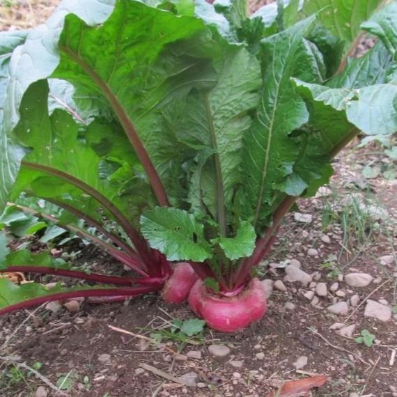 TURNIPS 'Scarlet Ohno'