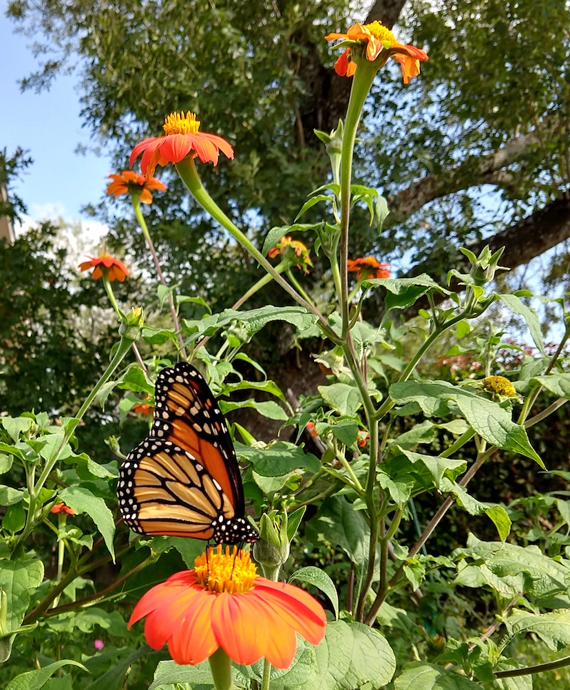 SUNFLOWER 'Mexican' --Tithonia rotundifolia 'Torch'--