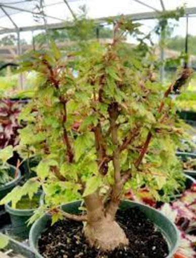 Small begonia plant, similar in shape to a bansai tree.