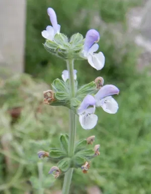 Salvia valentina --Gallo Cresta Sage--