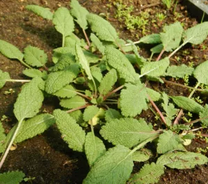 Salvia valentina --Gallo Cresta Sage--