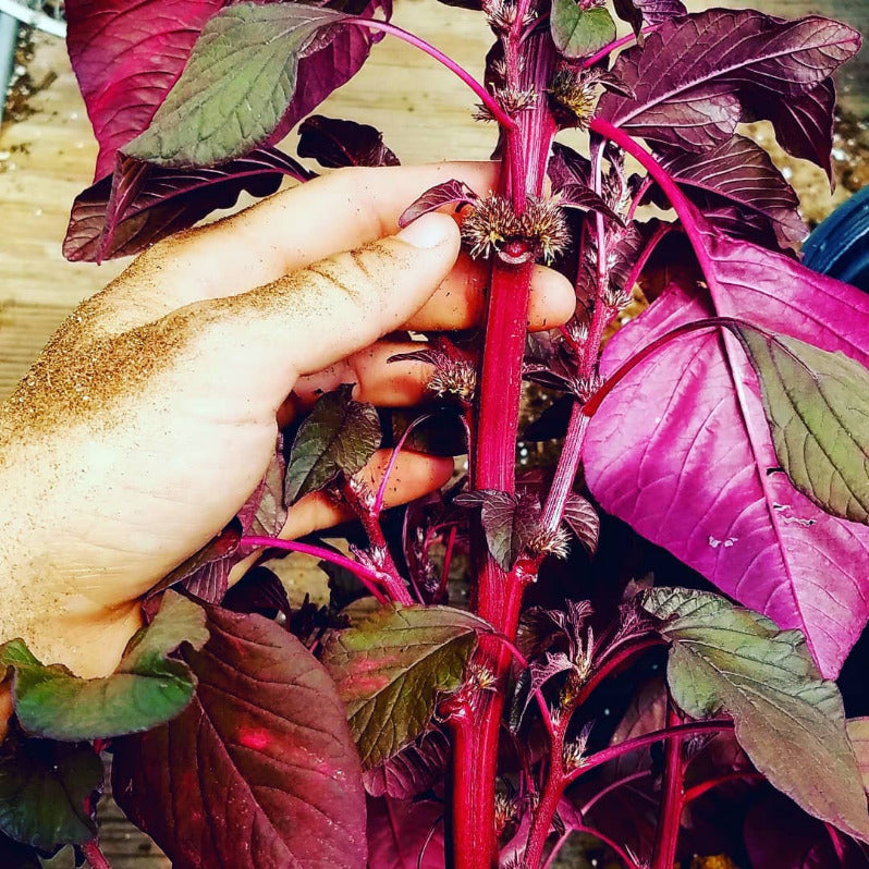 AMARANTH 'Lotus Purple'
