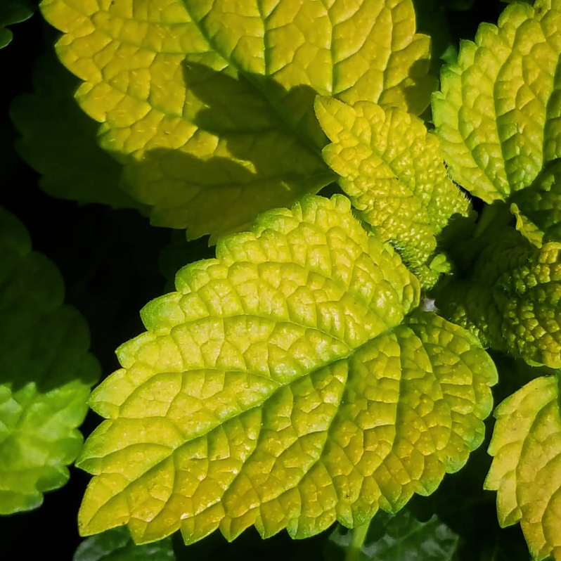 LEMON BALM 'Gold Leaf' --Melissa officinalis--