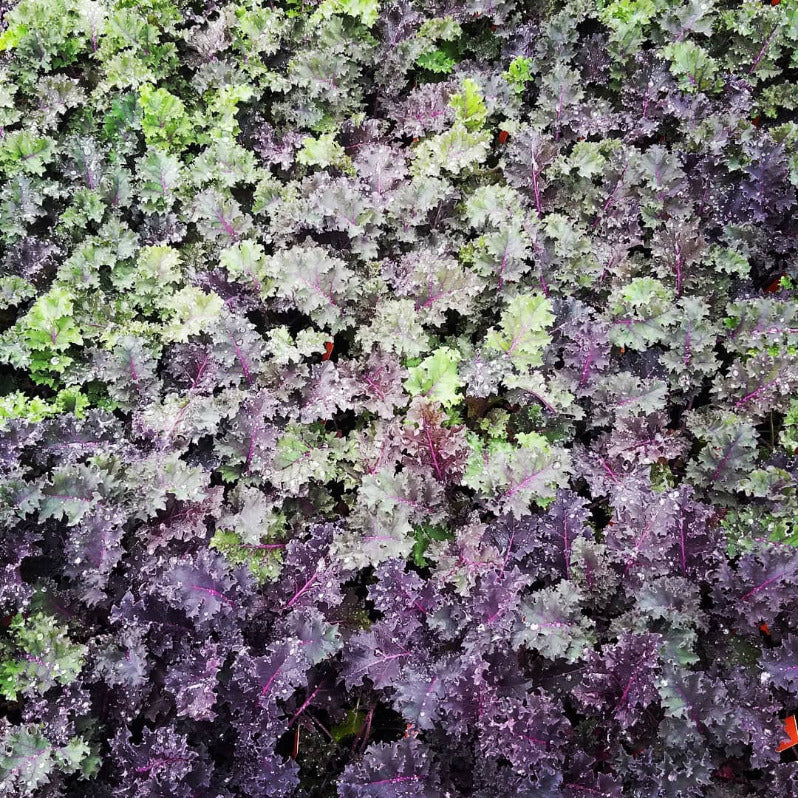 KALE 'Redbor'