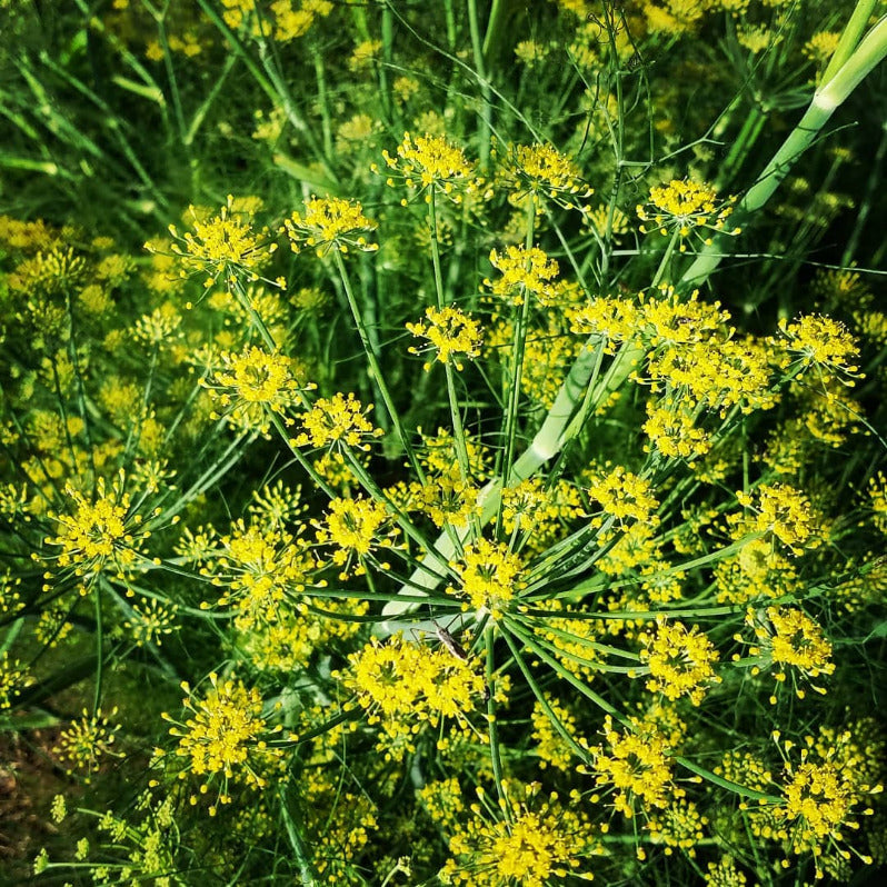 FENNEL 'Best Bulber' --Foeniculum vulgare--
