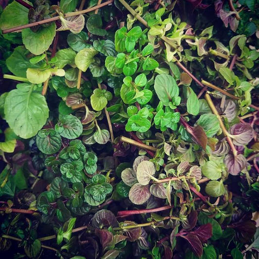 MINT 'Orange' --Mentha piperita 'Citrata'--