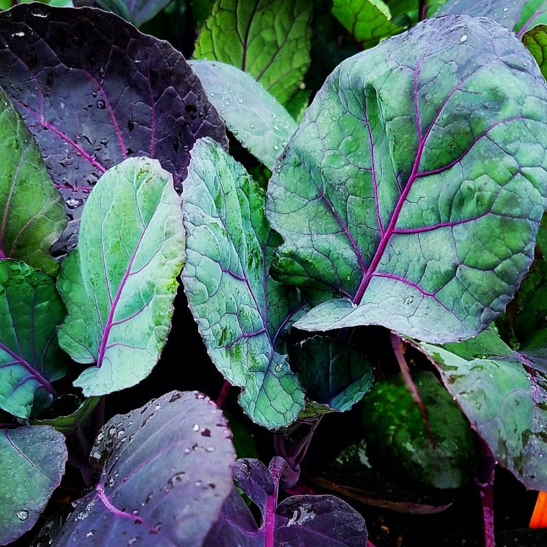 BRUSSELS SPROUT 'Red Rubine'