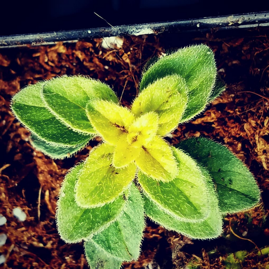 OREGANO 'Greek' --Origanum heracleoticum--