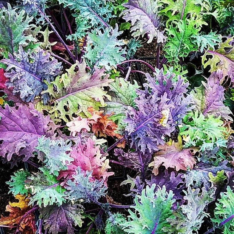 KALE 'Dinosaur Rainbow'