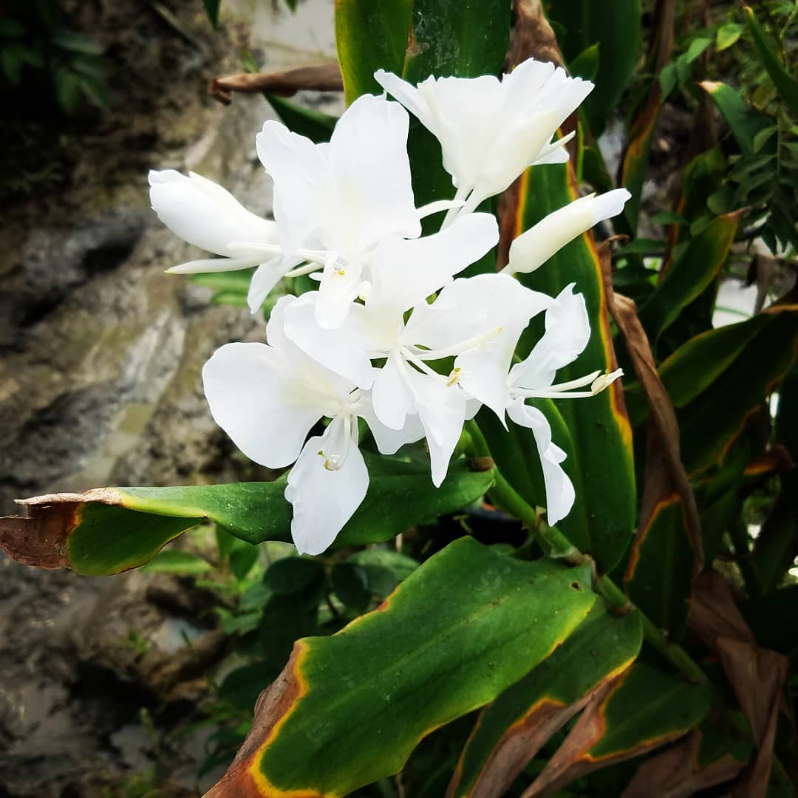 white ginger lily flower GINGER LILY 'Luna Moth' --Hedychium coronarium--