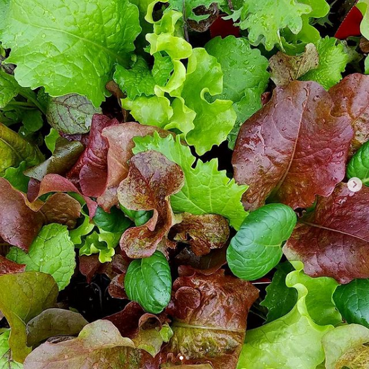 GREENS MIX 'TexMexsclun'