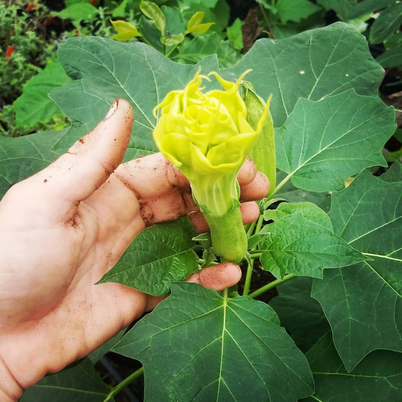 DEVIL'S TRUMPET --Datura metel 'Alba'--