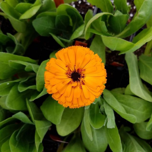 CALENDULA 'Orange' --Calendula officinalis--