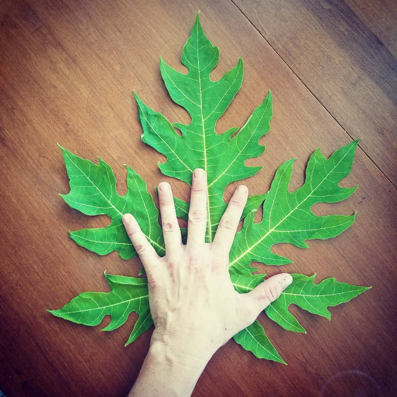 PAPAYA 'Watermelon' --Carica papaya--