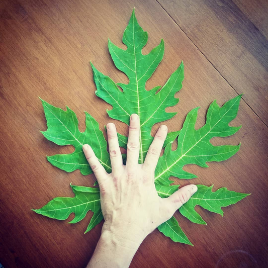 PAPAYA 'Watermelon' --Carica papaya--